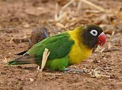 Yellow-collared Lovebird