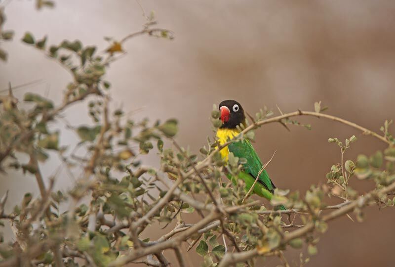 Yellow-collared Lovebird