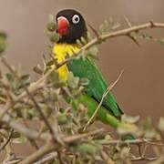 Yellow-collared Lovebird