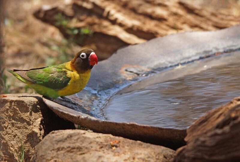 Yellow-collared Lovebird