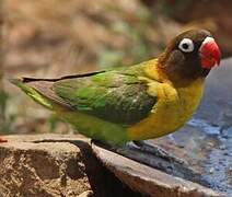 Yellow-collared Lovebird