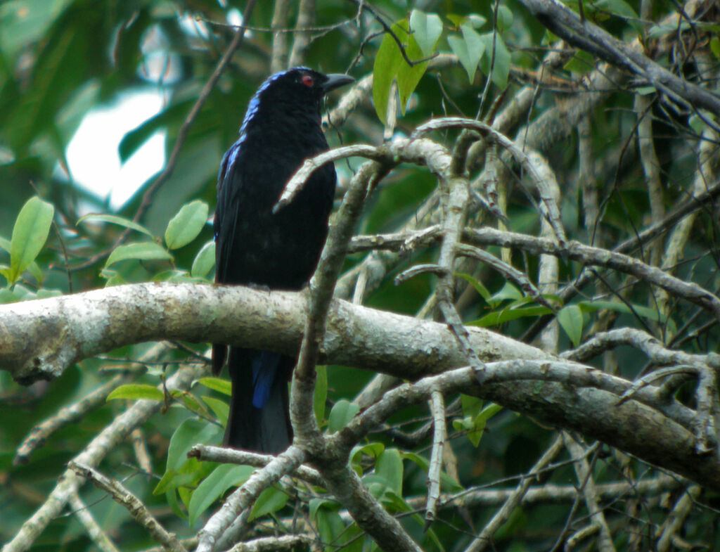 Asian Fairy-bluebird