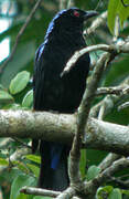 Asian Fairy-bluebird