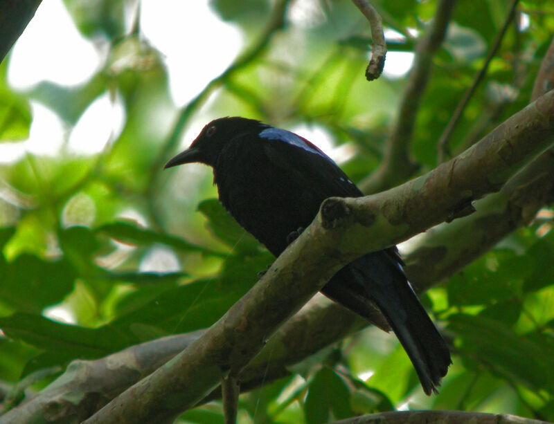 Asian Fairy-bluebird