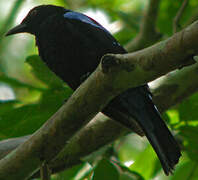 Asian Fairy-bluebird