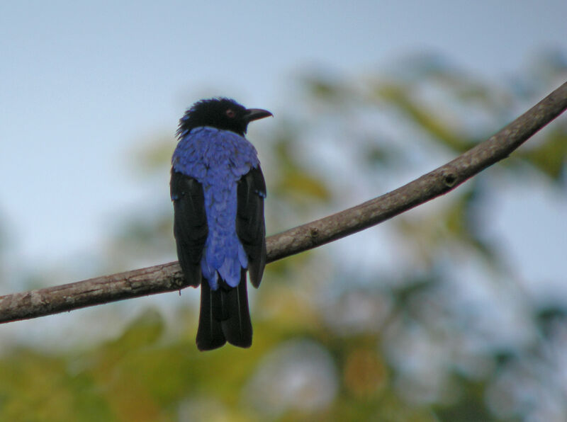 Asian Fairy-bluebird