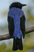 Asian Fairy-bluebird