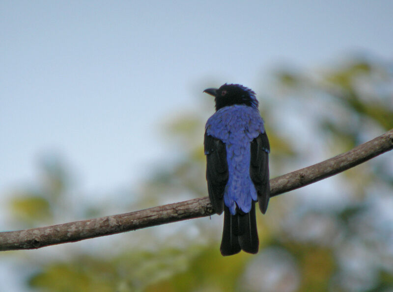 Asian Fairy-bluebird