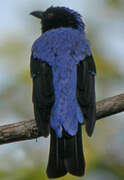 Asian Fairy-bluebird