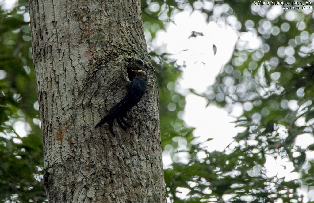 Forest Wood Hoopoe