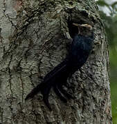 Forest Wood Hoopoe