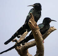 Green Wood Hoopoe