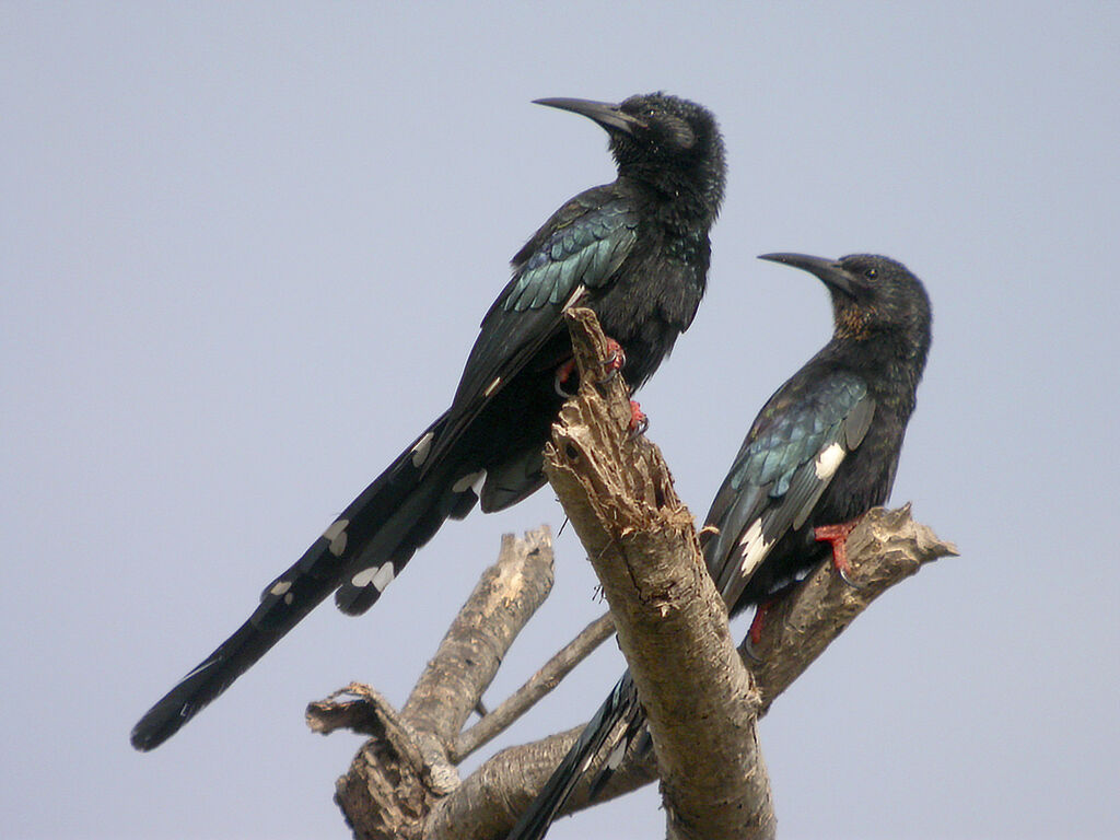 Green Wood Hoopoe