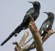 Green Wood Hoopoe