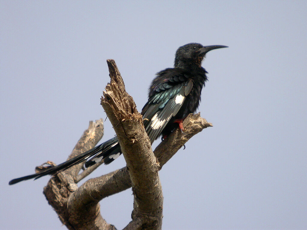 Green Wood Hoopoe