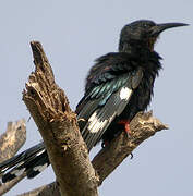 Green Wood Hoopoe