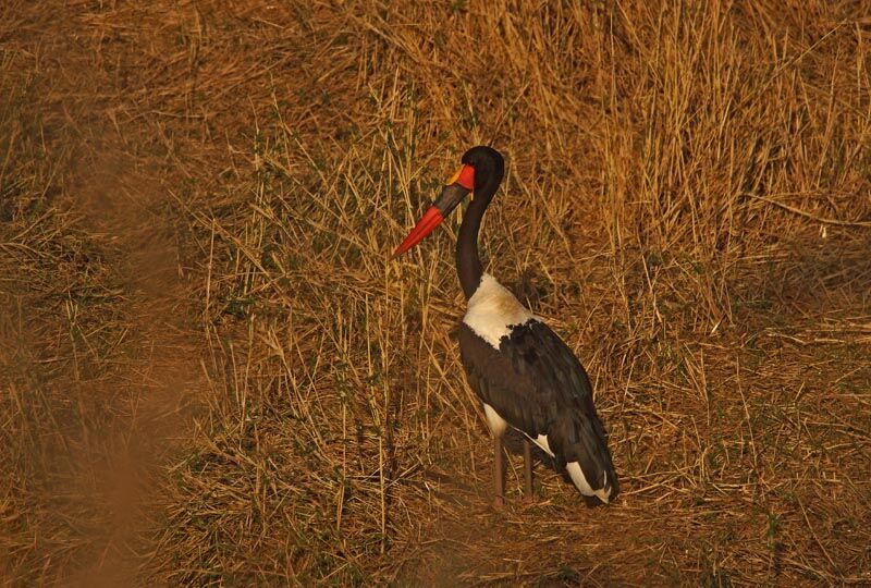 Saddle-billed Stork