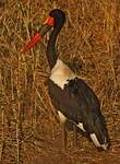 Jabiru d'Afrique