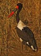 Saddle-billed Stork