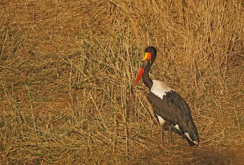 Jabiru d'Afrique