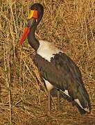 Saddle-billed Stork