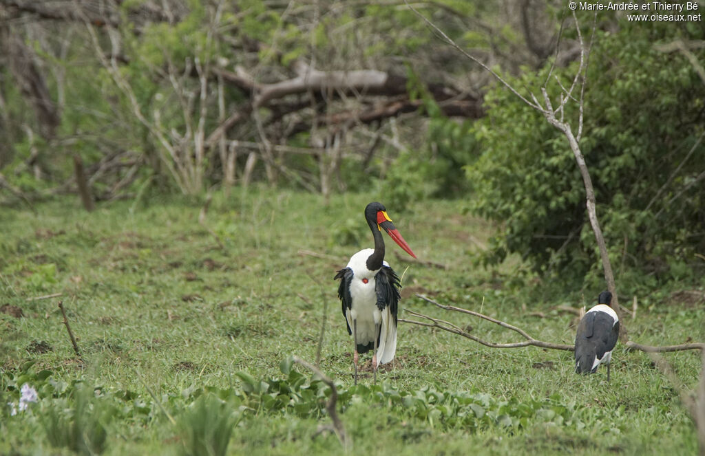 Saddle-billed Stork