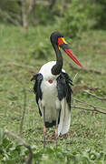 Saddle-billed Stork