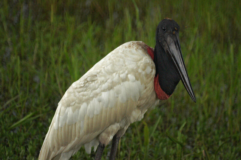 Jabiru