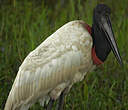 Jabiru d'Amérique