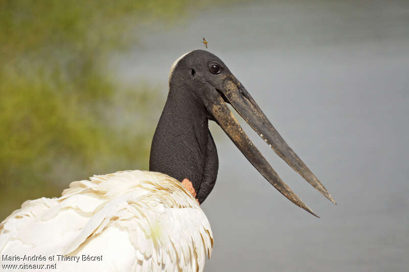 Jabiru d'Amériqueadulte, portrait