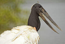 Jabiru d'Amérique