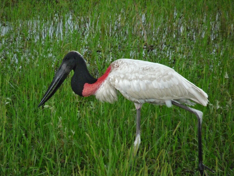 Jabiru