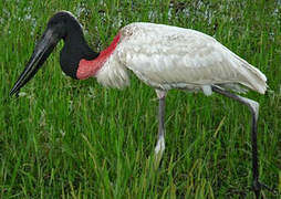 Jabiru