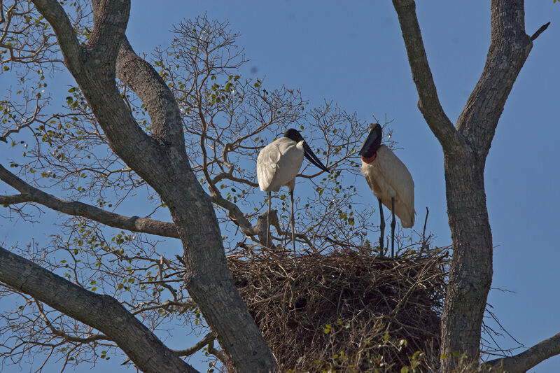 Jabiru d'Amérique, Nidification