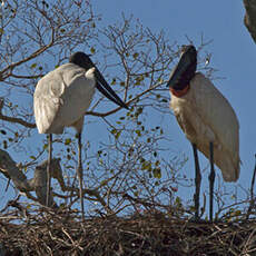 Jabiru d'Amérique