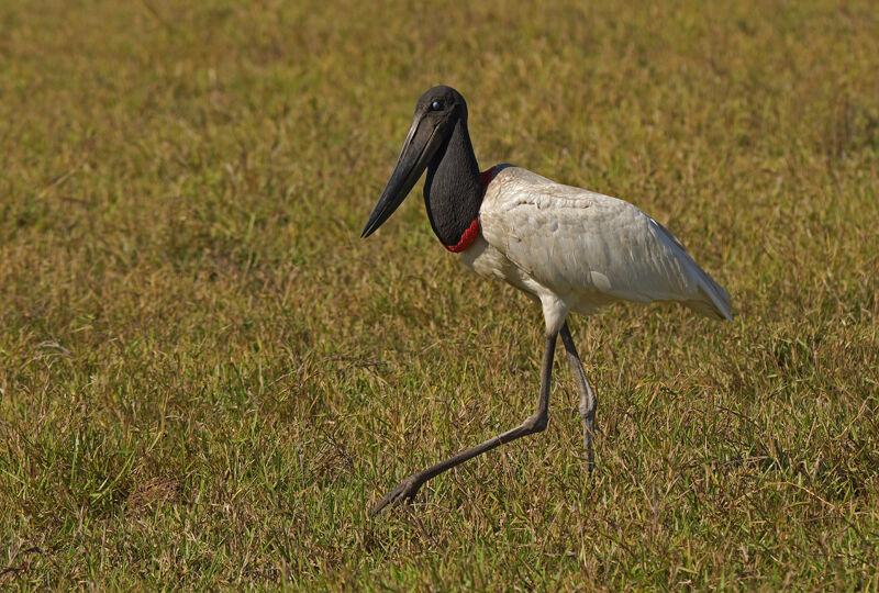 Jabiru