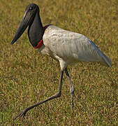 Jabiru d'Amérique