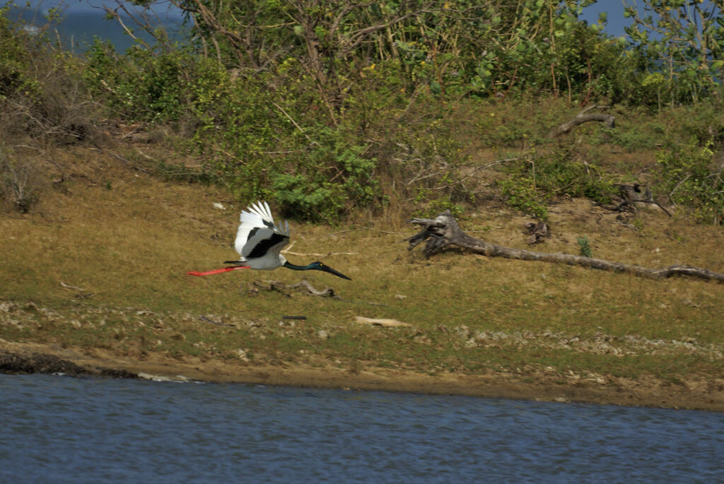 Black-necked Stork