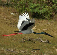 Black-necked Stork