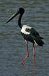 Jabiru d'Asie