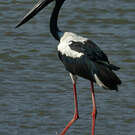 Jabiru d'Asie
