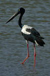 Jabiru d'Asie