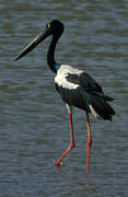 Black-necked Stork