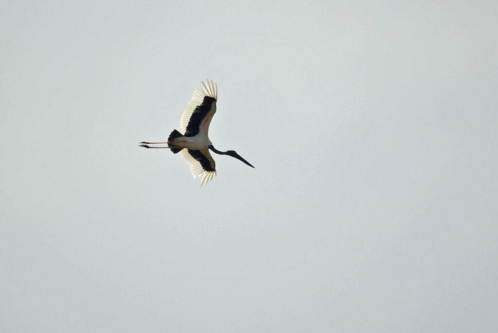 Black-necked Stork