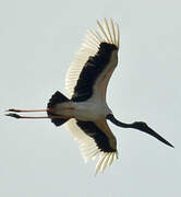 Black-necked Stork