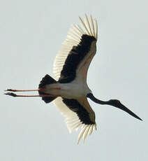 Jabiru d'Asie