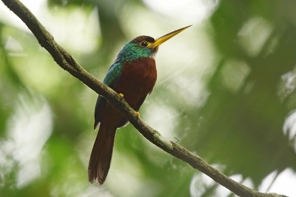 Jacamar à bec jaune