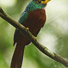 Jacamar à bec jaune