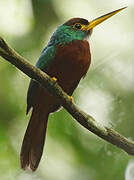 Yellow-billed Jacamar