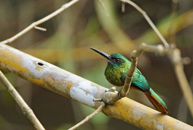 Jacamar à couronne bleue